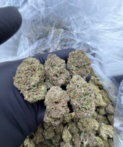 Frosted donuts strain, sweet bakery aromas with a smooth, relaxing high. Known for its sugary flavor and calming effects, this strain is a top pick for...
