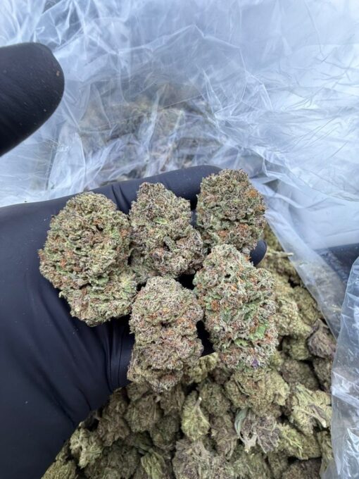 Frosted donuts strain, sweet bakery aromas with a smooth, relaxing high. Known for its sugary flavor and calming effects, this strain is a top pick for...
