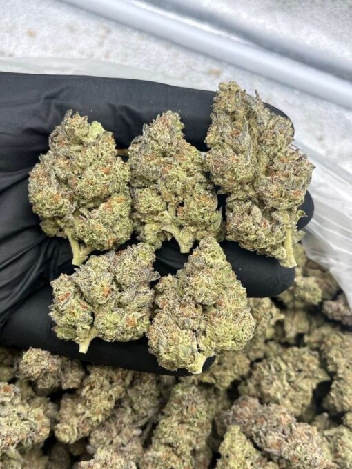 Apple runtz strain With the genetic power of Apple Fritter x Runtz, this strain delivers eye-catching buds, a strong nose, and a terpene profile rich in..