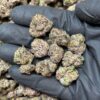 Black truffle strain indica-dominant hybrid that offers a rich, earthy flavor profile paired with deeply relaxing effects. Known for its exotic lineage..