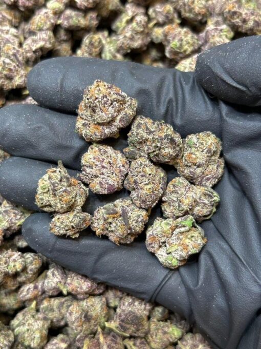 Black truffle strain indica-dominant hybrid that offers a rich, earthy flavor profile paired with deeply relaxing effects. Known for its exotic lineage..
