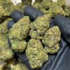 Blue burst strain hybrid strain known for its vibrant berry flavor, uplifting effects, and eye-catching bag appeal. Whether you're looking to boost..