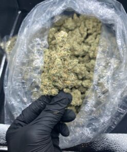 cereal milk weed strain hybrid strain that combines dessert-like flavors with smooth, euphoric effects. Bred from the legendary Snowman x Y Life (Cookies..