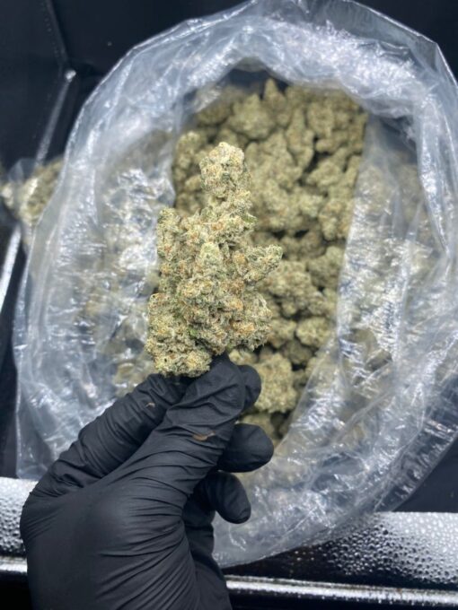 cereal milk weed strain hybrid strain that combines dessert-like flavors with smooth, euphoric effects. Bred from the legendary Snowman x Y Life (Cookies..