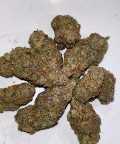 Cheetah piss strain combining Lemonade, Gelato 42, and London Poundcake 97 to deliver a pungent punch of sweet citrus, funky skunk, and creamy fuel..