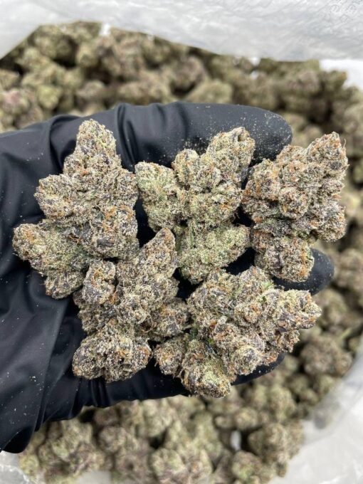 Candy store strain hybrid strain known for its sweet, fruity aroma and long-lasting, mood-boosting effects. A visual and sensory treat, this strain combi..