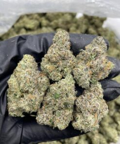 Cap junky strain not your average hybrid—it’s an intensely potent, terp-rich strain bred for experienced users seeking maximum strength and bold flavor..