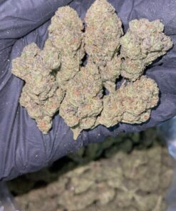 bolo runtz exotic hybrid strain known for its candy-sweet flavor, colorful nugs, and balanced, long-lasting effects. A rare cross that takes..