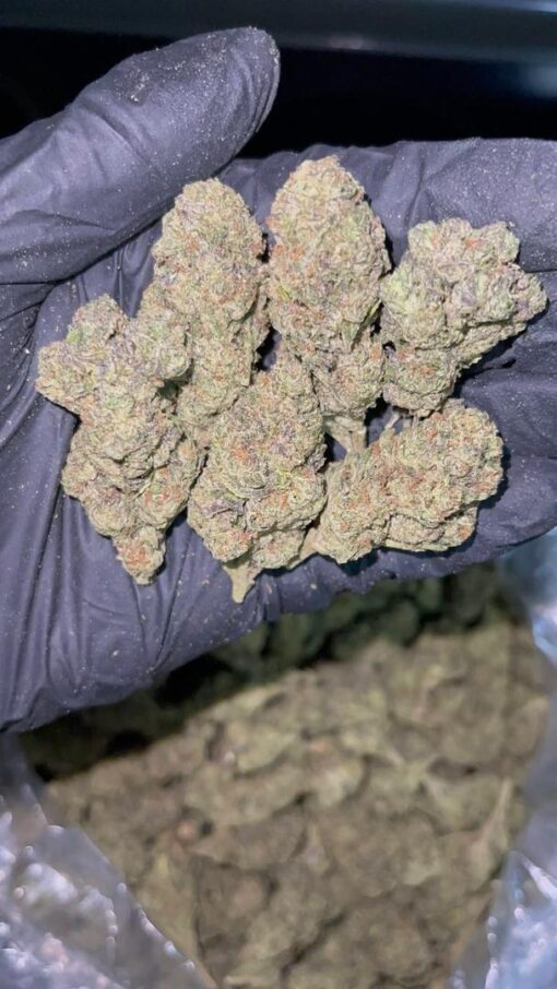 bolo runtz exotic hybrid strain known for its candy-sweet flavor, colorful nugs, and balanced, long-lasting effects. A rare cross that takes..