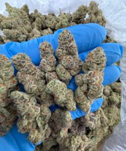 Cherry punch strain hybrid strain known for its burst of sweet cherry flavor and potent, mood-lifting effects. A cross between Cherry AK-47 and..