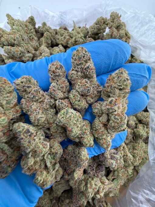 Cherry punch strain hybrid strain known for its burst of sweet cherry flavor and potent, mood-lifting effects. A cross between Cherry AK-47 and..
