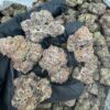 blueberry nerdz powerful, flavor-loaded strain that blends the candy-like sweetness of blueberries with a funky, sour twist that punches through every puff.