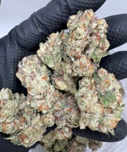 Cotton candy strain legendary indica-dominant hybrid known for its sugary-sweet aroma, smooth smoke, and relaxing yet uplifting effects. With..