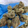 blueberry punch strain bold hybrid strain that brings together rich berry flavor and knockout potency. Known for its sweet aroma, deep purple hues, and..