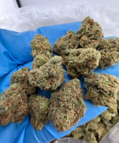 blueberry punch strain bold hybrid strain that brings together rich berry flavor and knockout potency. Known for its sweet aroma, deep purple hues, and..