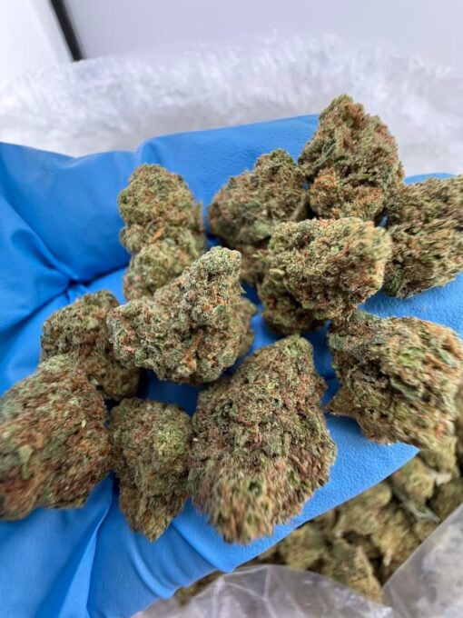 blueberry punch strain bold hybrid strain that brings together rich berry flavor and knockout potency. Known for its sweet aroma, deep purple hues, and..