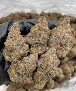 Garlic cocktail strain This heavy-hitting hybrid is a pungent powerhouse that blends the savory funk of garlic terps with a surprisingly smooth, citrusy..