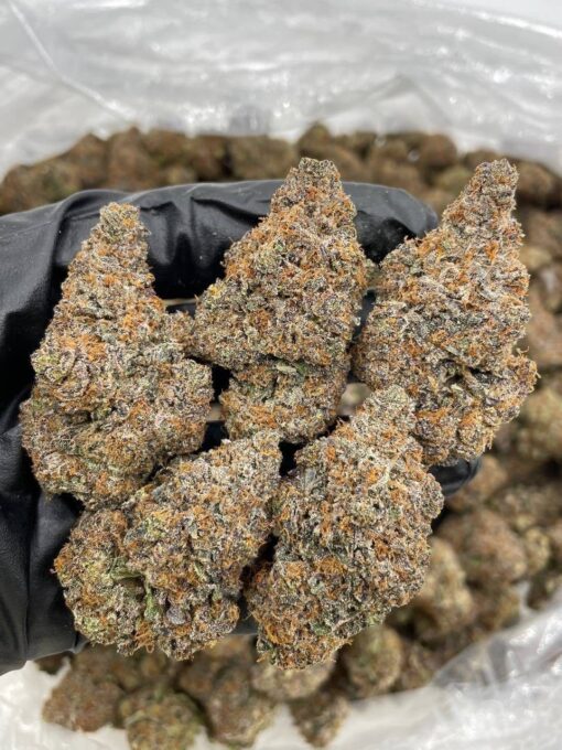 Garlic cocktail strain This heavy-hitting hybrid is a pungent powerhouse that blends the savory funk of garlic terps with a surprisingly smooth, citrusy..